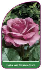 etykieta-szkolkarska-roza-wielkokwiatowa-211-mini