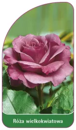 etykieta-szkolkarska-roza-wielkokwiatowa-211-standard