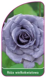 etykieta-szkolkarska-roza-wielkokwiatowa-222-mini