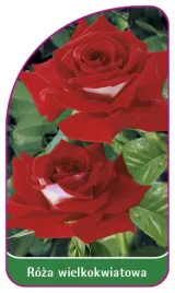 etykieta-szkolkarska-roza-wielkokwiatowa-227-a-mini