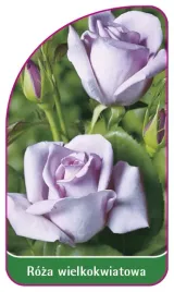 etykieta-szkolkarska-roza-wielkokwiatowa-232-mini