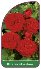 etykieta-szkolkarska-roza-wielokwiatowa-255-b