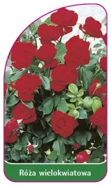 etykieta-szkolkarska-roza-wielokwiatowa-256