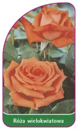 etykieta-szkolkarska-roza-wielokwiatowa-260