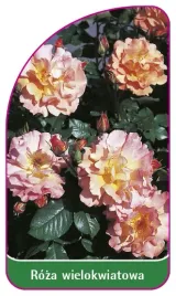 etykieta-szkolkarska-roza-wielokwiatowa-263