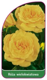 etykieta-szkolkarska-roza-wielokwiatowa-264-b