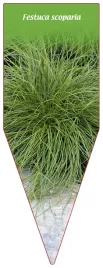 etykieta-szkolkarska-festuca-scoparia