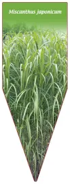 etykieta-szkolkarska-miscanthus-japonicum