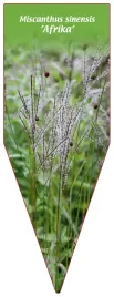 etykieta-szkolkarska-miscanthus-sinensis-afrika