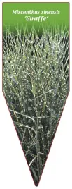 etykieta-szkolkarska-miscanthus-sinensis-giraffe