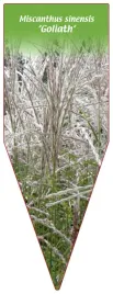 etykieta-szkolkarska-miscanthus-sinensis-goliath