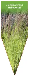 etykieta-szkolkarska-molinia-caerulea-heidebraut