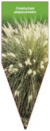etykieta-szkolkarska-pennisetum-alopecuroides