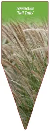 etykieta-szkolkarska-pennisetum-tall-tails
