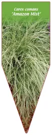 etykieta-szkolkarska-carex-comans-amazon-mist