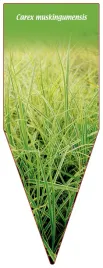 etykieta-szkolkarska-carex-muskingumensis