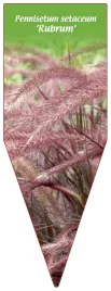 etykieta-szkolkarska-pennisetum-setaceum-rubrum