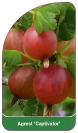 etykieta-szkolkarska-agrest-captivator