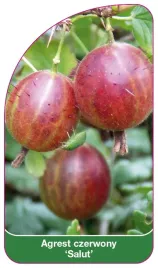 etykieta-szkolkarska-agrest-czerwony-salut