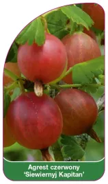 etykieta-szkolkarska-agrest-czerwony-siewiernyj-kapitan