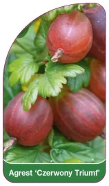 etykieta-szkolkarska-agrest-czerwony-triumf