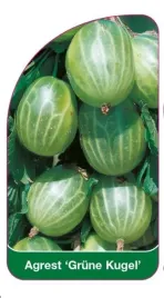 etykieta-szkolkarska-agrest-grune-kugel