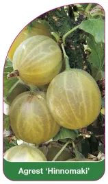 etykieta-szkolkarska-agrest-hinnomaki-a