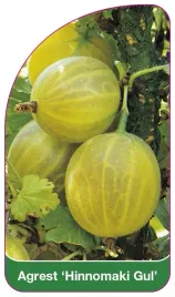 etykieta-szkolkarska-agrest-hinnomaki-gul