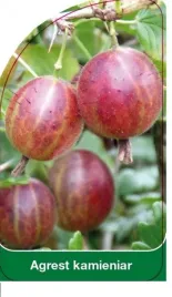 etykieta-szkolkarska-agrest-kamieniar