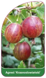 etykieta-szkolkarska-agrest-krasnoslowianski