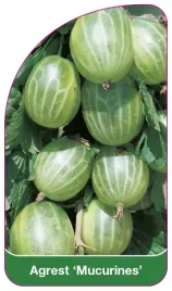 etykieta-szkolkarska-agrest-mucurines