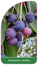 etykieta-szkolkarska-amelanchier-alnifolia