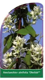 etykieta-szkolkarska-amelanchier-alnifolia-obelisk