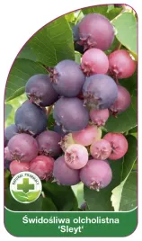 etykieta-szkolkarska-swidosliwa-olcholistna-sleyt