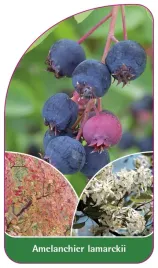 etykieta-szkolkarska-amelanchier-lamarckii
