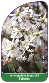 etykieta-szkolkarska-amelanchier-lamarckii-ballerina