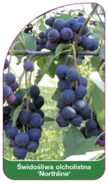 etykieta-szkolkarska-swidosliwa-olcholistna-northline