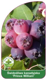 etykieta-szkolkarska-swidosliwa-kanadyjska-prince-william