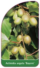 etykieta-szkolkarska-actinidia-arguta-bayern