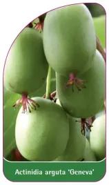 etykieta-szkolkarska-actinidia-arguta-geneva