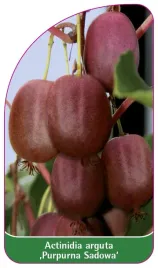 etykieta-szkolkarska-actinidia-arguta-purpurna-sadowa