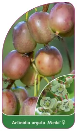 etykieta-szkolkarska-actinidia-arguta-weiki