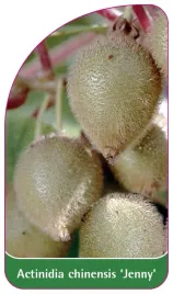 etykieta-szkolkarska-actinidia-chinensis-jenny