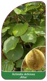 etykieta-szkolkarska-actinidia-deliciosa-atlas-a