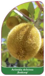 etykieta-szkolkarska-actinidia-deliciosa-boskoop