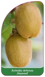 etykieta-szkolkarska-actinidia-deliciosa-hayward