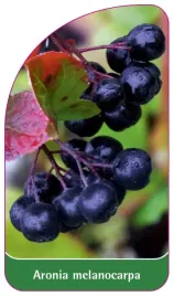 etykieta-szkolkarska-aronia-melanocarpa-a