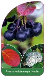 etykieta-szkolkarska-aronia-melanocarpa-hugin