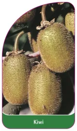 etykieta-szkolkarska-kiwi-a