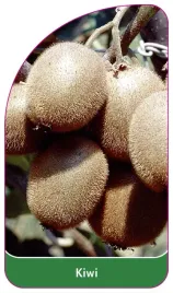 etykieta-szkolkarska-kiwi-b